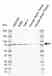 Anti Human Sintbad Antibody, clone AB01/2C8 thumbnail image 1
