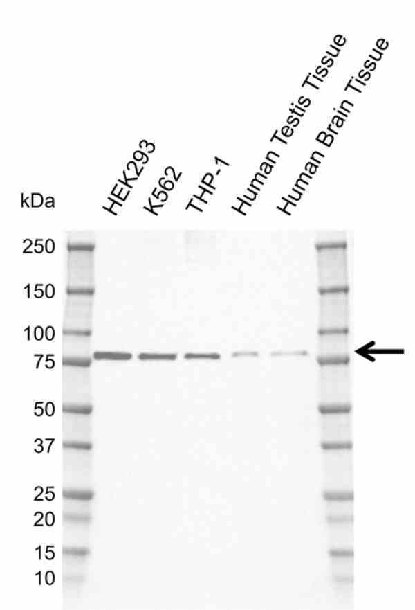 Anti Human Sintbad Antibody, clone AB01/2C8 gallery image 1