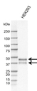 Anti SIRT2 Antibody, clone AB01/1D10 (PrecisionAb Monoclonal Antibody) thumbnail image 1