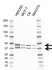 Anti SIRT2 Antibody, clone AB01/1D10 (PrecisionAb Monoclonal Antibody) thumbnail image 2