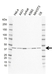 Anti SIRT6 Antibody, clone EF01/2A11 (PrecisionAb Monoclonal Antibody) thumbnail image 1