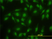 Anti Human SMAD2 Antibody, clone 3G9 thumbnail image 3