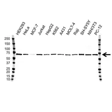 Anti SMAD4 Antibody, clone 4G1C6 (PrecisionAb Monoclonal Antibody) gallery image 1