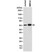 Anti SMAD4 Antibody, clone RM277 thumbnail image 1