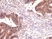 Anti SMAD4 Antibody, clone RM277 thumbnail image 3