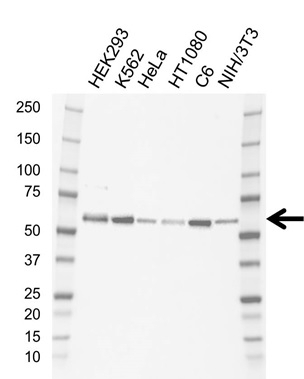 Anti SMAD5 Antibody, clone AB01/1F7 (PrecisionAb Monoclonal Antibody) gallery image 1