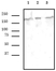 Anti Human SMARCA4 Antibody, clone 5B7 thumbnail image 2