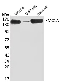 Anti SMC1A Antibody, clone 4C5-C8-A11 gallery image 1
