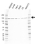 Anti SMC3 Antibody, clone AB02/4E11 (PrecisionAb Monoclonal Antibody) thumbnail image 1
