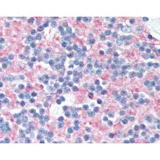 Anti Human SNAP-25 Antibody, clone SP12 gallery image 1