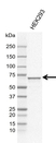 Anti SNW1 Antibody, clone CD02/1B11 (PrecisionAb Monoclonal Antibody) thumbnail image 1