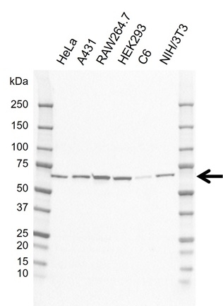 Anti SNW1 Antibody, clone CD02/1B11 (PrecisionAb Monoclonal Antibody) gallery image 2