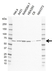 Anti SNW1 Antibody, clone CD02/1B11 (PrecisionAb Monoclonal Antibody) thumbnail image 2
