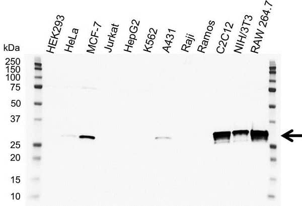 Anti SOCS-3 Antibody, clone SO1 (PrecisionAb Monoclonal Antibody) gallery image 1