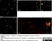 Anti Human Somatostatin Antibody, clone YC7 thumbnail image 1