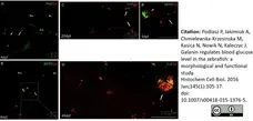 Anti Human Somatostatin Antibody, clone YC7 gallery image 2
