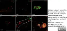 Anti Human Somatostatin Antibody, clone YC7 gallery image 3