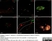 Anti Human Somatostatin Antibody, clone YC7 thumbnail image 3