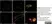 Anti Human Somatostatin Antibody, clone YC7 thumbnail image 3