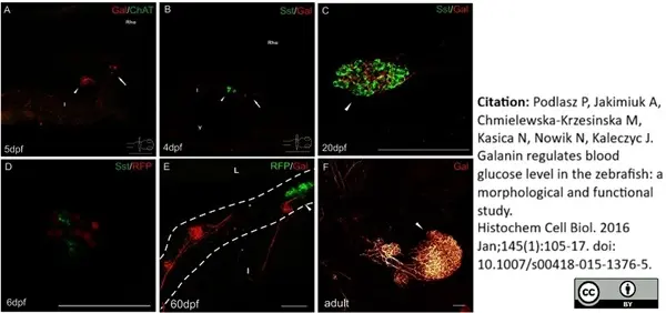 Anti Human Somatostatin Antibody, clone YC7 gallery image 3