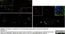 Anti Human Somatostatin Antibody, clone YC7 gallery image 4