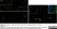 Anti Human Somatostatin Antibody, clone YC7 thumbnail image 4