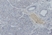 Anti Human Somatostatin Receptor 5 Antibody, clone sstr5 thumbnail image 1