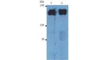 Anti SOS1 Antibody, clone SOS-01 gallery image 1