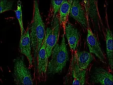 Anti SOS1 Antibody, clone SOS-01 gallery image 2