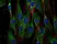 Anti SOS1 Antibody, clone SOS-01 thumbnail image 2