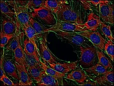 Anti SOS1 Antibody, clone SOS-01 gallery image 3