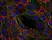Anti SOS1 Antibody, clone SOS-01 thumbnail image 3