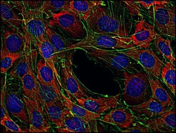 Anti SOS1 Antibody, clone SOS-01 gallery image 3