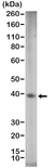 Anti SOX2 Antibody, clone RM427 thumbnail image 1