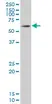 Anti Human SOX9 Antibody, clone 3C10 thumbnail image 1