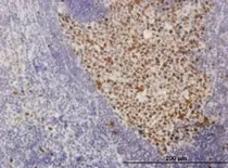Anti Human SOX9 Antibody, clone 3C10 gallery image 2