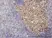 Anti Human SOX9 Antibody, clone 3C10 thumbnail image 2
