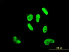 Anti Human SOX9 Antibody, clone 3C10 gallery image 3