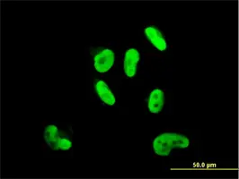 Anti Human SOX9 Antibody, clone 3C10 gallery image 3
