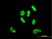 Anti Human SOX9 Antibody, clone 3C10 thumbnail image 3