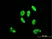 Anti Human SOX9 Antibody, clone 3C10 thumbnail image 3