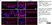 Anti Human SOX9 Antibody, clone 3C10 thumbnail image 4