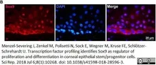 Anti Human SOX9 Antibody, clone 3C10 gallery image 5