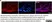 Anti Human SOX9 Antibody, clone 3C10 thumbnail image 5