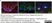 Anti Human SOX9 Antibody, clone 3C10 thumbnail image 6