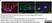 Anti Human SOX9 Antibody, clone 3C10 thumbnail image 6