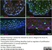 Anti Human SOX9 Antibody, clone 3C10 thumbnail image 7