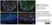 Anti Human SOX9 Antibody, clone 3C10 thumbnail image 7