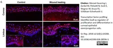 Anti Human SOX9 Antibody, clone 3C10 gallery image 9
