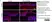 Anti Human SOX9 Antibody, clone 3C10 thumbnail image 9